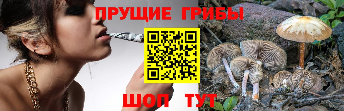 Галлюциногенные грибы прущие грибы  Вход с VPN  Хасавюрт  Галлюциногенные грибы Psilocybine cubensis 